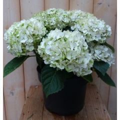 Hortensia Hydrangea wit 40 cm Warentuin Natuurlijk
