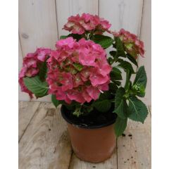 Hortensia Hydrangea Roze 30 - 40 cm 4 tot 6 bloemen Warentuin Natuurlijk