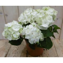 Hortensia Hyndragea Wit 30 - 40 cm 4 tot 6 bloemen Warentuin Natuurlijk
