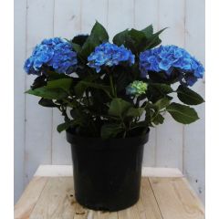 Hortensia Hydrangea blauw groot 80 cm Warentuin Natuurlijk