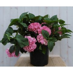 Hortensia Hydrangea roze groot 80 cm Warentuin Natuurlijk