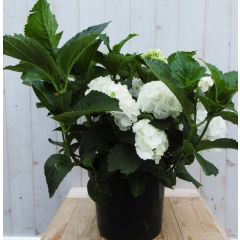 Hortensia Hydrangea wit groot 80 cm Warentuin Natuurlijk