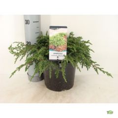 Juniperus communis repanda 30 cm Conifeer Jeneverbes Warentuin Natuurlijk