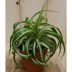 2 stuks! Chlorophytum bonnie Viridi Graslelie Warentuin Natuurlijk