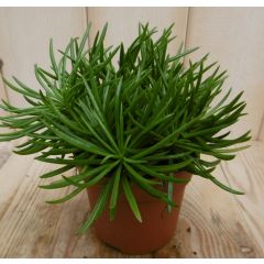 2 stuks! Senecio archeri himalaya Viridi Kruiskruid Warentuin Natuurlijk