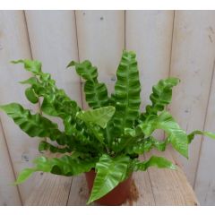 Krulvaren Asplenium kamerplant Warentuin Natuurlijk