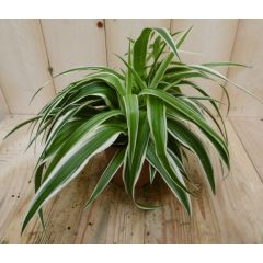 2 stuks! Chlorophytum ocean Viridi Graslelie Warentuin Natuurlijk