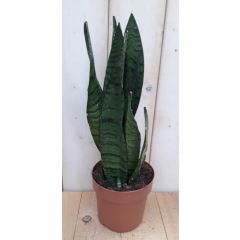 Vrouwentong Sansevieria donkergroen 30 cm kamerplant Dracaena Warentuin Natuurlijk