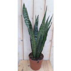 Vrouwentong Sansevieria donkergroen 50 cm kamerplant Sanseveria Warentuin Natuurlijk