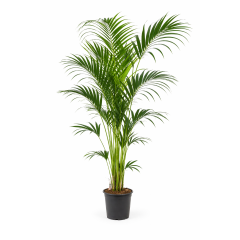 https://cdn.warentuin.nl/media/catalog/product/cache/c4ccdc3289984973330b94303da26677/k/e/kentia1.png