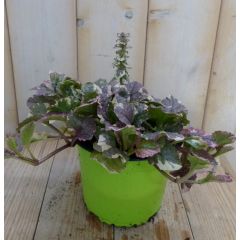 3 stuks! Zenegroen Ajuga bont Warentuin Natuurlijk