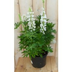 Lupinus Lupine wit 50 cm Warentuin Natuurlijk