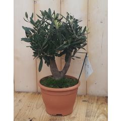 Olijfboom Olea Europaea 40 cm Warentuin Natuurlijk
