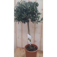 Olijfboom Olea 100 cm Warentuin Natuurlijk