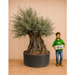 https://cdn.warentuin.nl/media/catalog/product/cache/c4ccdc3289984973330b94303da26677/o/l/olijf222.png
