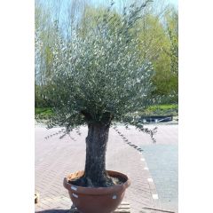 Olijfboom Olea stamhoogte 80 cm en boomhoogte 200 cm Dikke oude Stam Warentuin Natuurlijk