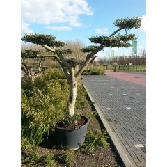 Olijfboom Olea stamhoogte 40 cm en boomhoogte 240 cm Bonsai de Luxe Olijfboom Warentuin Natuurlijk
