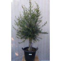 Olijfboom Olea 180 cm Dikke Stam 45 cm hoog Warentuin Natuurlijk
