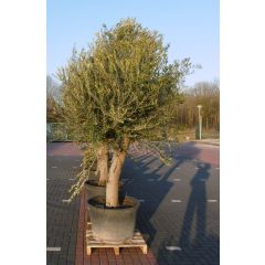 Olijfboom Olea stamhoogte 85 cm en boomhoogte 260 cm XXL Warentuin Natuurlijk