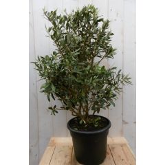 Olijfboom Olea Struik Europaea stamhoogte 50 cm en hoogte 90 cm Warentuin Natuurlijk
