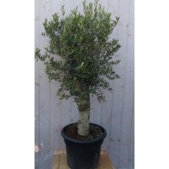 Olijfboom Olea stamhoogte 50 cm en boomhoogte 150 cm Redelijk Dikke Stam Warentuin Natuurlijk