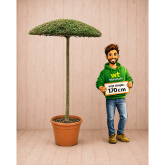 https://cdn.warentuin.nl/media/catalog/product/cache/c4ccdc3289984973330b94303da26677/p/a/parasolboom11.png