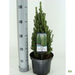 Picea glauca zuckerhut Conifeer Witte spar Warentuin Natuurlijk