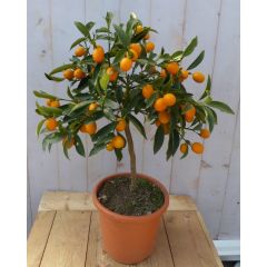 Citrusboompje Mandarijnen 80 cm Citrus Warentuin Natuurlijk
