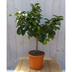 Citrusboompje 80 cm Warentuin Natuurlijk