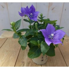 3 stuks! Ballonklokje Platycodon blauw Warentuin Natuurlijk