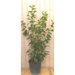 Prunus Rotundifolia 160 cm Laurier Warentuin Natuurlijk