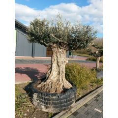 Reuze Olijfboom Olea 300 cm XXXL Olijfboom Warentuin Natuurlijk
