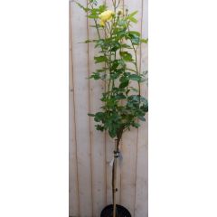 Rosa Stamroos rozen totale hoogte 100 cm geel Warentuin Natuurlijk