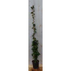 Toscaanse Jasmijn Jasminoides 150 cm Trachelospermum Warentuin Natuurlijk