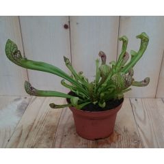 3 stuks! Vleesetende plant Trompetbekerplant Sarracenia Warentuin Natuurlijk