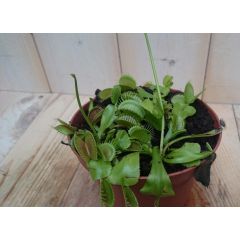 3 stuks! Vleesetende plant Venusvliegenvanger Dionaea Warentuin Natuurlijk