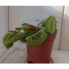 5 stuks! Vleesetende plant Mascotte Venusvliegenvanger Dionaea mini Warentuin Natuurlijk
