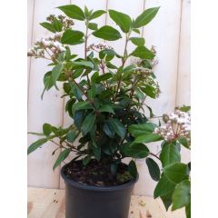 Viburnum Tinus 30 cm Sneeuwbal Warentuin Natuurlijk