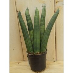 Mini/Klein Kirkii Vrouwentong Sansevieria Mini kamerplant Dracaena Warentuin Natuurlijk