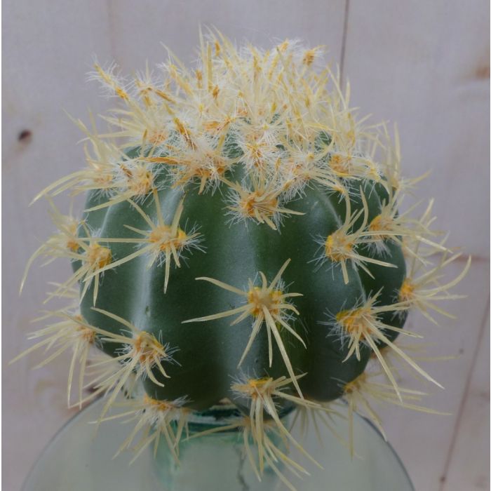 Kaktus rund klein 10 cm Warentuin Mix