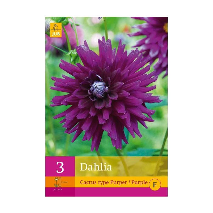 Dahlie Kaktus Typ lila 3 Stck JUB