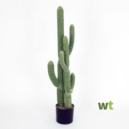 Cactus en vetplanten mix 5,5 cm in witte pot | 15 stuks – House of Cactus