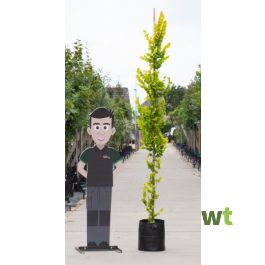 2 stuks! Goud iep (laagstam) Ulmus holl. `Wredei h 250 cm st. omtrek 8