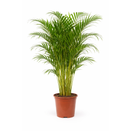 https://cdn.warentuin.nl/media/catalog/product/cache/e2bdb4c1c9d6c2628f40ea5dcb293bcd/a/r/areca1.png