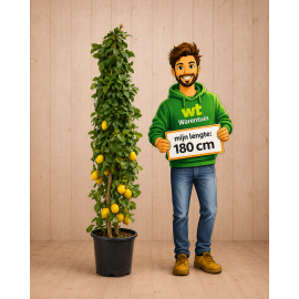 https://cdn.warentuin.nl/media/catalog/product/cache/e2bdb4c1c9d6c2628f40ea5dcb293bcd/c/i/citroencitroen.png