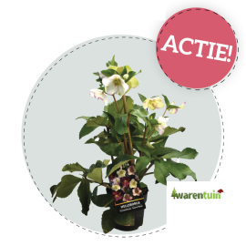 https://cdn.warentuin.nl/media/catalog/product/cache/e2bdb4c1c9d6c2628f40ea5dcb293bcd/h/e/helleborus_ice_n_roses_.png