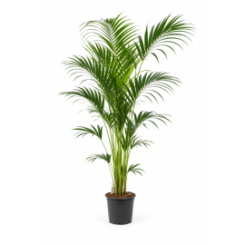 https://cdn.warentuin.nl/media/catalog/product/cache/e2bdb4c1c9d6c2628f40ea5dcb293bcd/k/e/kentia1.png