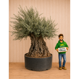 https://cdn.warentuin.nl/media/catalog/product/cache/e2bdb4c1c9d6c2628f40ea5dcb293bcd/o/l/olijf222.png