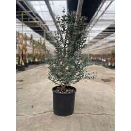 https://cdn.warentuin.nl/media/catalog/product/cache/e2bdb4c1c9d6c2628f40ea5dcb293bcd/o/u/outlet_c_3_.jpg