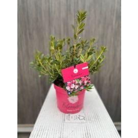 https://cdn.warentuin.nl/media/catalog/product/cache/e2bdb4c1c9d6c2628f40ea5dcb293bcd/o/u/outlet_d_2_.jpg